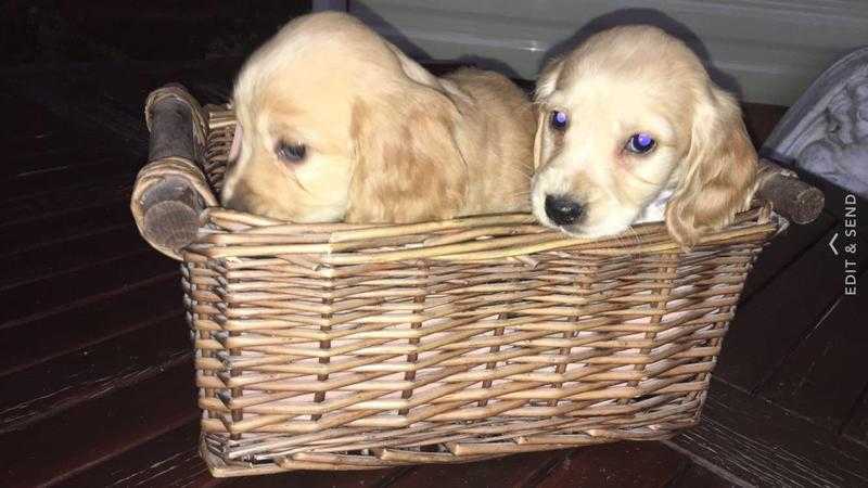 Chanpaghne Gold Cocker spaniel Puppys