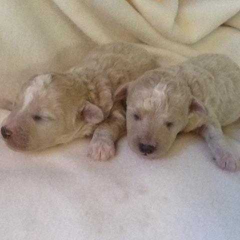 CHEEKY, CUTE, CAPTIVATING POOCHON  PUPPIES, READY END OCT