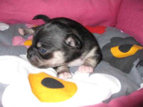 Chhuahua puppies 1 boy 1 girl bradford area