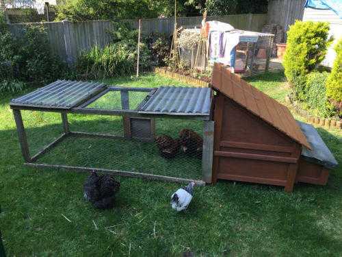 Chicken Coop and Run