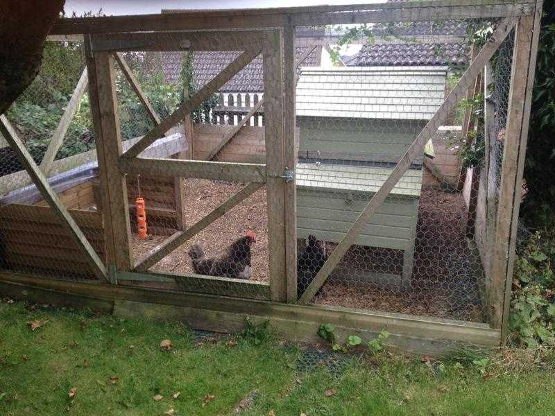 Chicken run complete with hutch, feeders etc