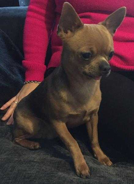 Chihuahua