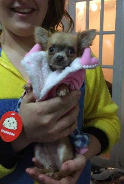 Chihuahua adults for sale rare lilac blue tan