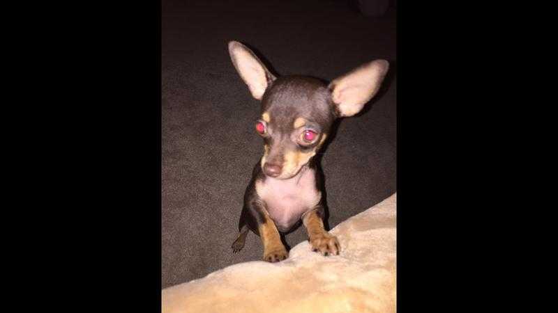 Chihuahua boy