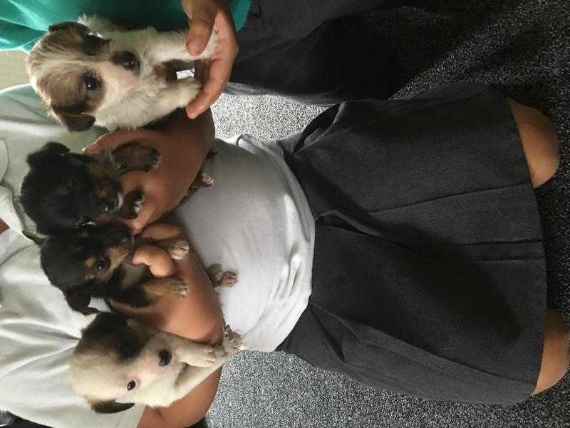 Chihuahua cross jack puppies for sale