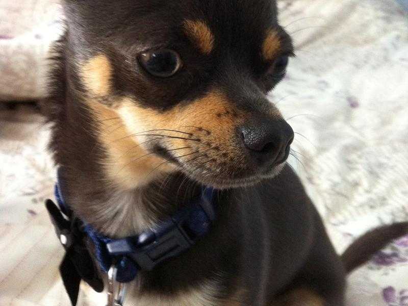Chihuahua dog to breed
