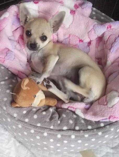 CHIHUAHUA girl KC Reg. FULLY vac,microchipped amp Insured 4 months old