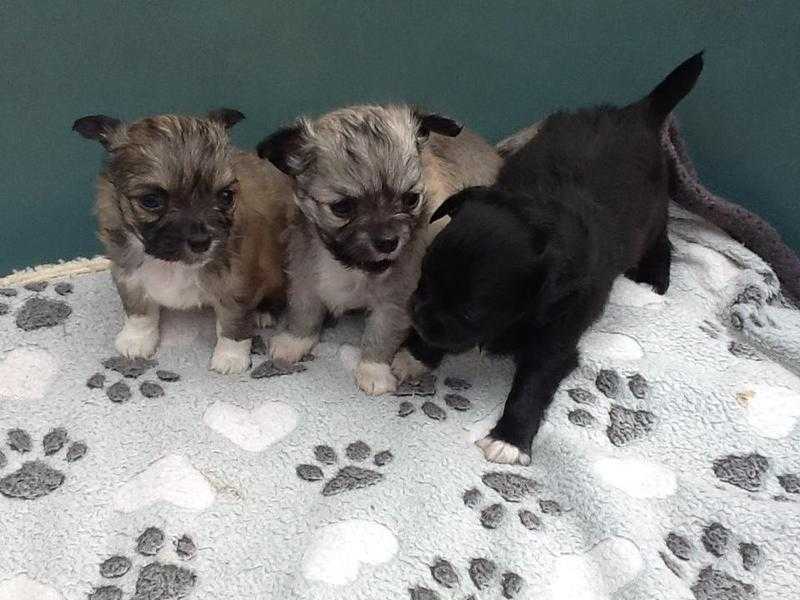 Chihuahua Long Coat Pups