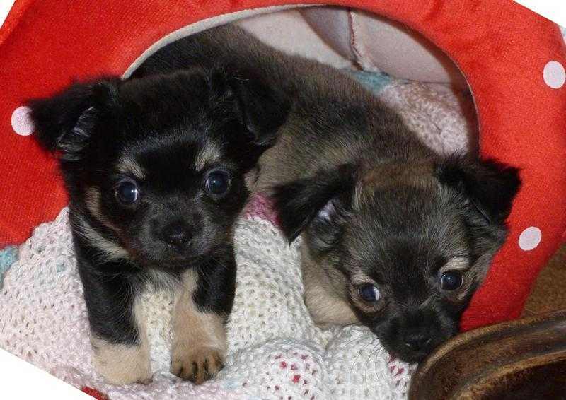 CHIHUAHUA LONGCOAT PUPPIES BORN ON CHRISTMAS DAY