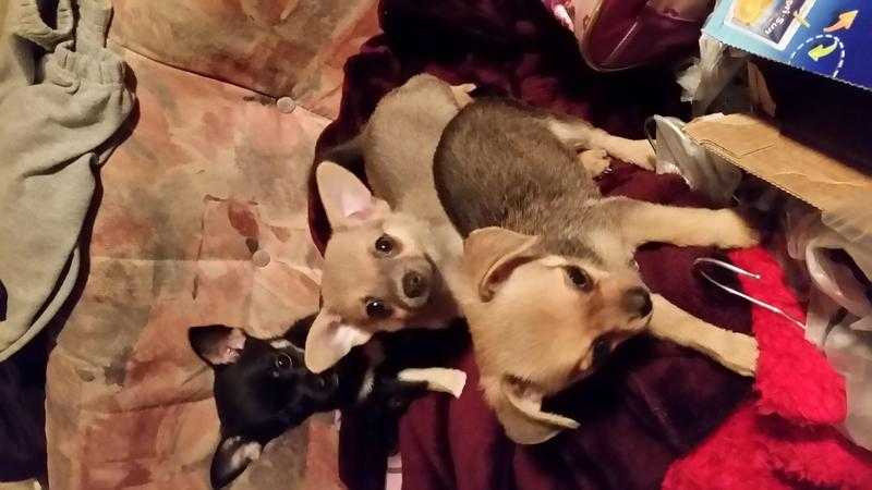 Chihuahua puppies