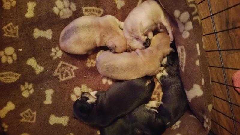 Chihuahua puppies