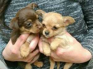 Chihuahua Puppies