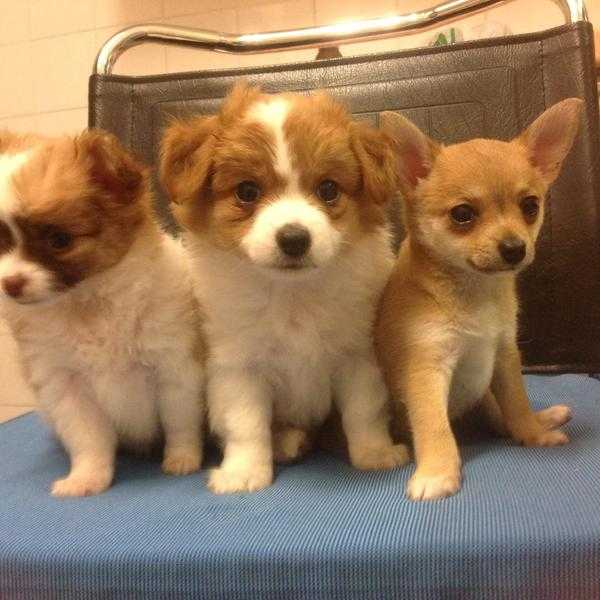 Chihuahua puppies for sale