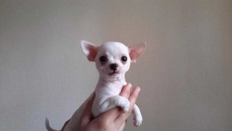 Chihuahua puppies for sale