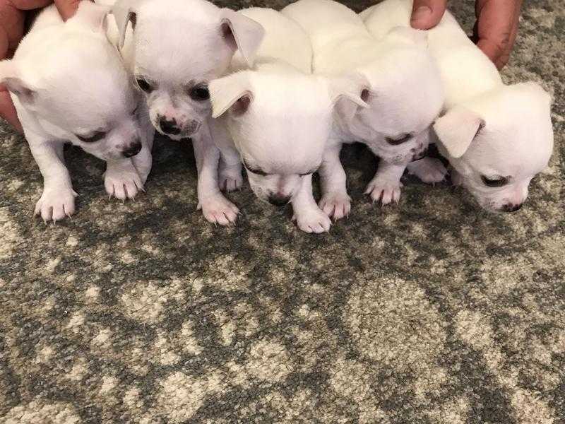 Chihuahua Puppies For SALE