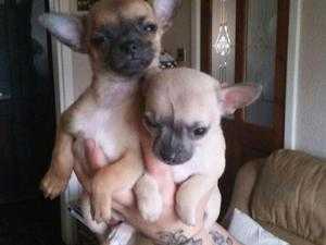 Chihuahua puppies for sale