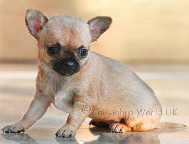 Chihuahua Puppies for Sale