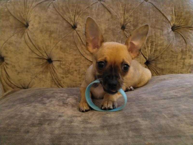 Chihuahua puppies for sale ( deer heads)