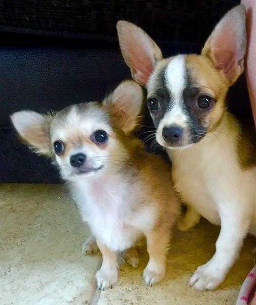 Chihuahua Puppies fully vaccinated and microchipped. Ready now