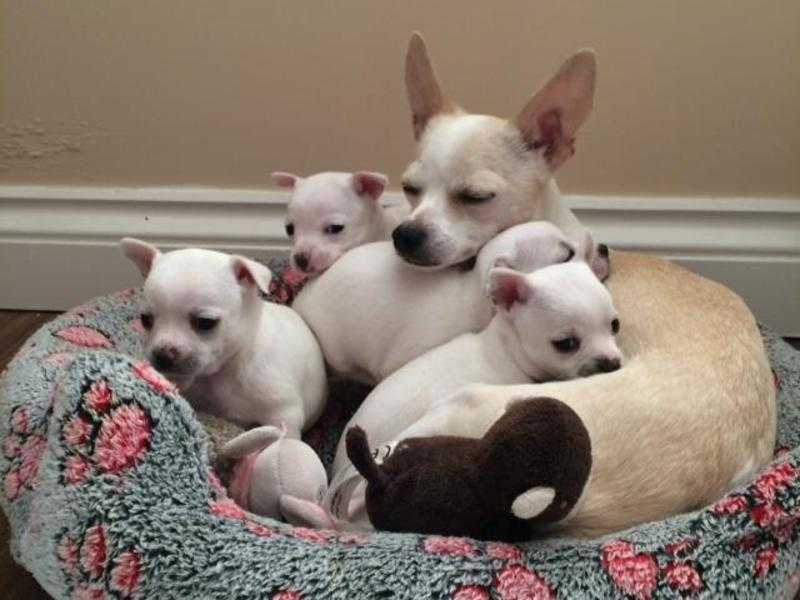 Chihuahua puppies ready for loving homes