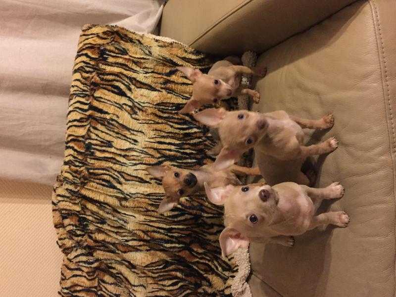 Chihuahua puppies ready now 12 weeks old