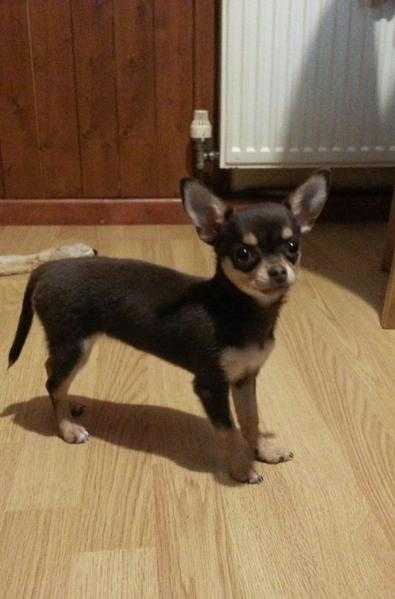 Chihuahua Puppy Female For Sale