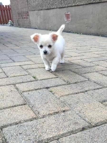 Chihuahua puppy ready now