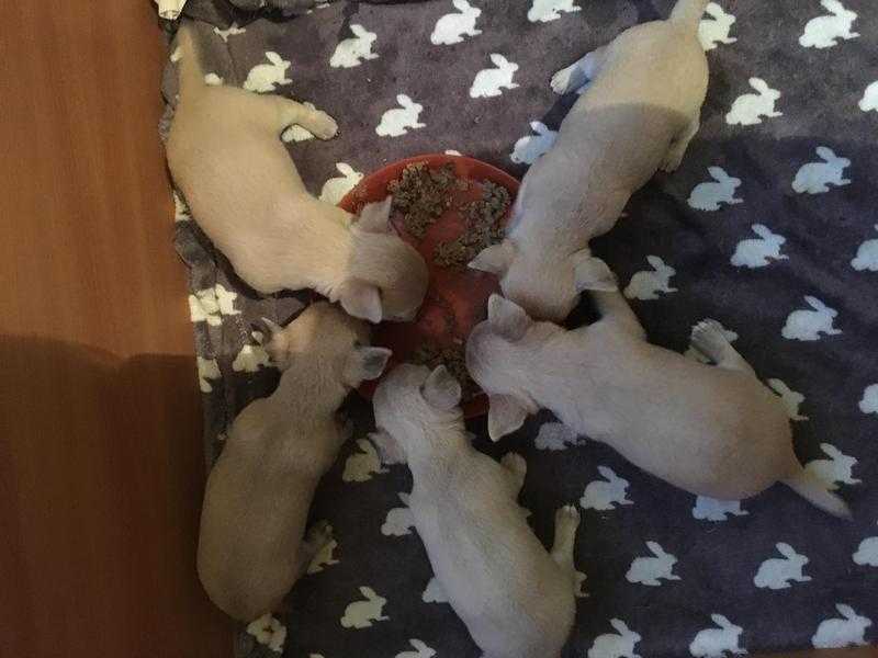 CHIHUAHUA PUPS