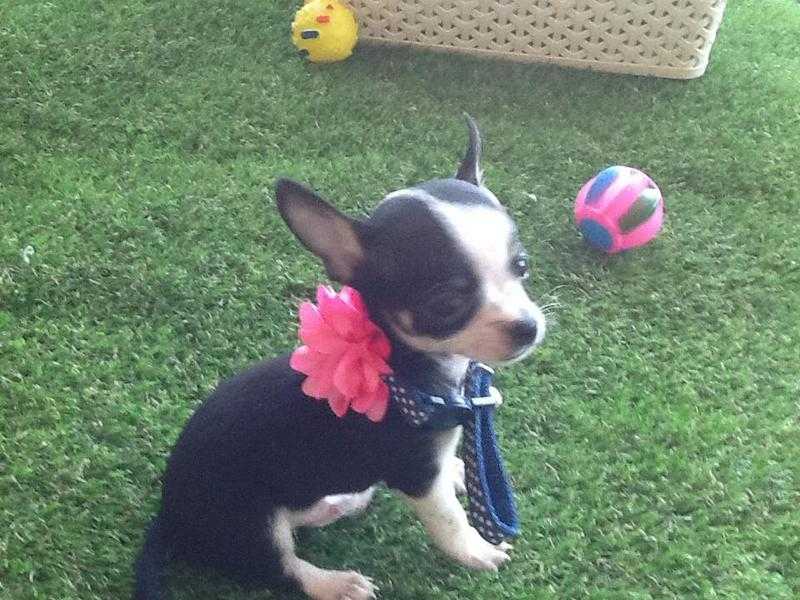 Chihuahua pups for sale