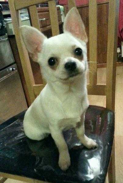 Chihuahua short hair white fawn male puppy