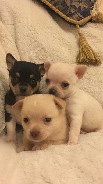 Chihuahua smooth coat puppies