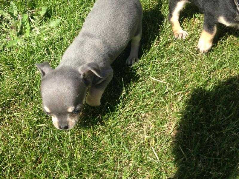 chihuahua smoothcoat puppies x4