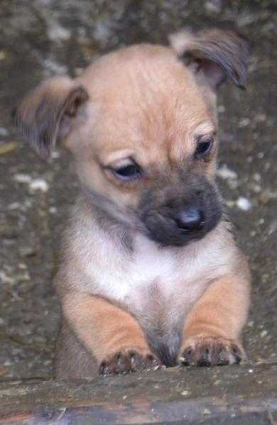 Chihuahua x Jack Russell Puppies