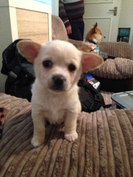 CHIHUAHUA X TOY MIX ONLY ONE ADORABLE FEMALE PUPPY LEFTSEE PIC