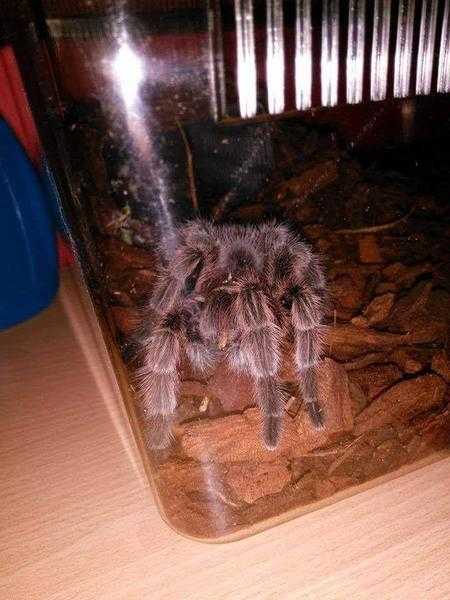 chilean rose hair tarantula and setup