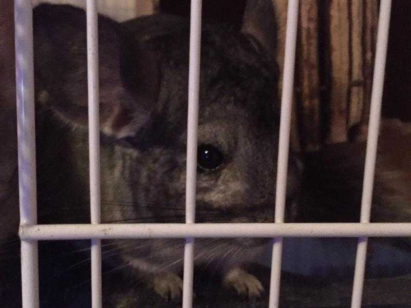 Chinchilla 6 month old grey boy