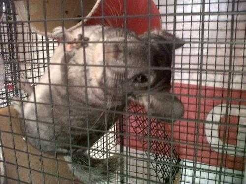 Chinchilla and cage for sale