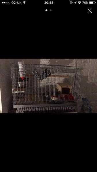 Chinchilla cage