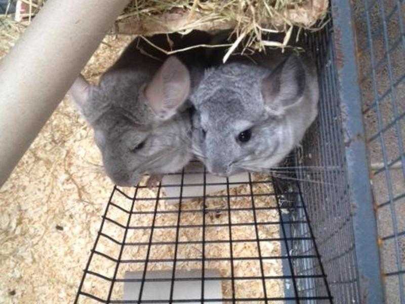 Chinchilla cage complete with TWO chinchilla sisters and all accessories  Very friendly and cute