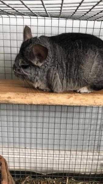 Chinchilla, male , comes without a c