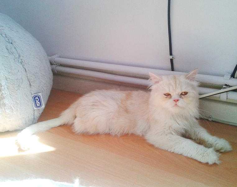 Chinchilla Persian 1 year old cat male fully cream slight ginger