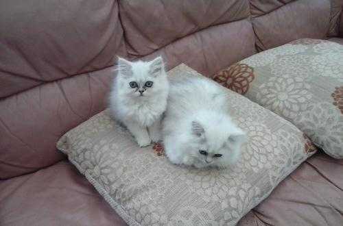 chinchilla persian kittens