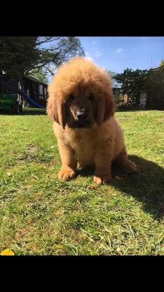 Chinese bloodline Tibetan mastiff puppies