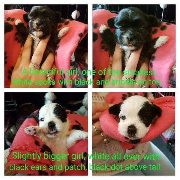 Chinese crested x Malshi puppies