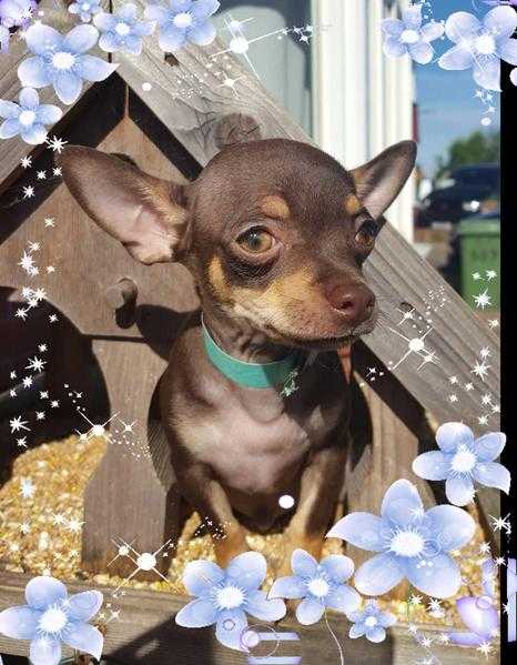 CHOCOLATE CHIHUAHUA BOY FULLY VACCINATED LAST ONE