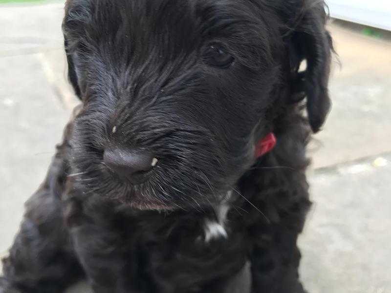 Chocolate Cockapoo Puppies