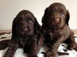 Chocolate Cocker Spaniel puppies