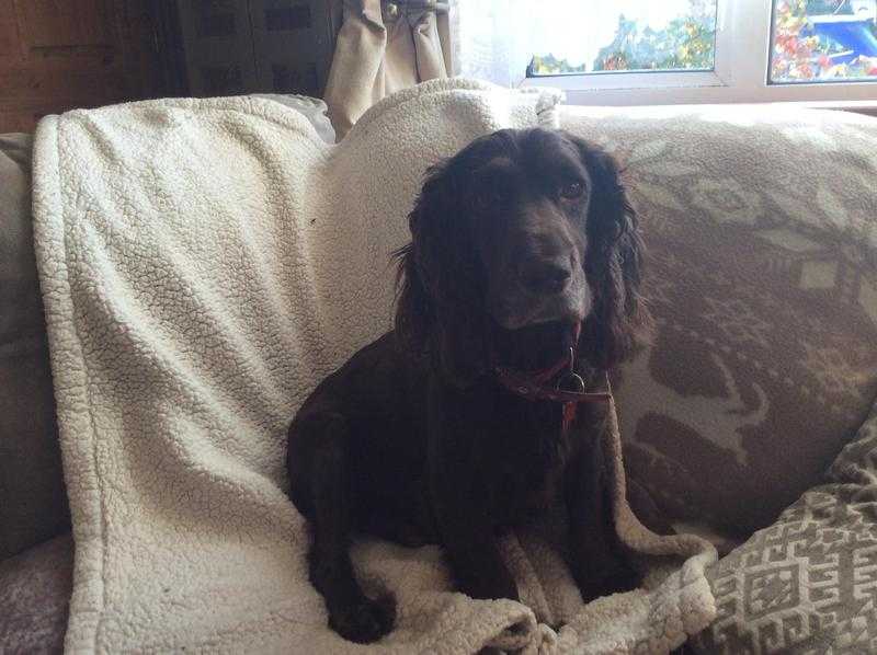 Chocolate cocker spaniels puppys