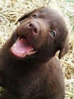 chocolate labrador cross puppies for sale