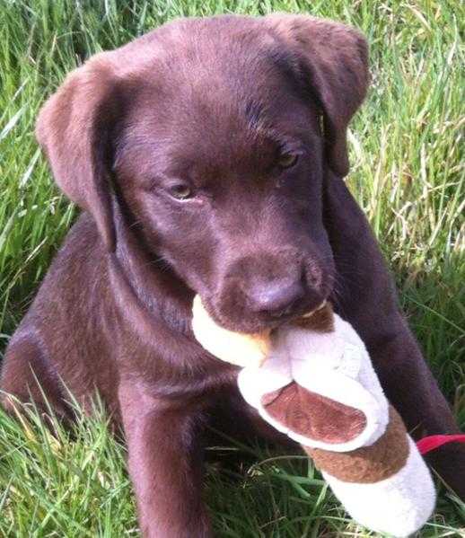 Chocolate Labrador Puppies